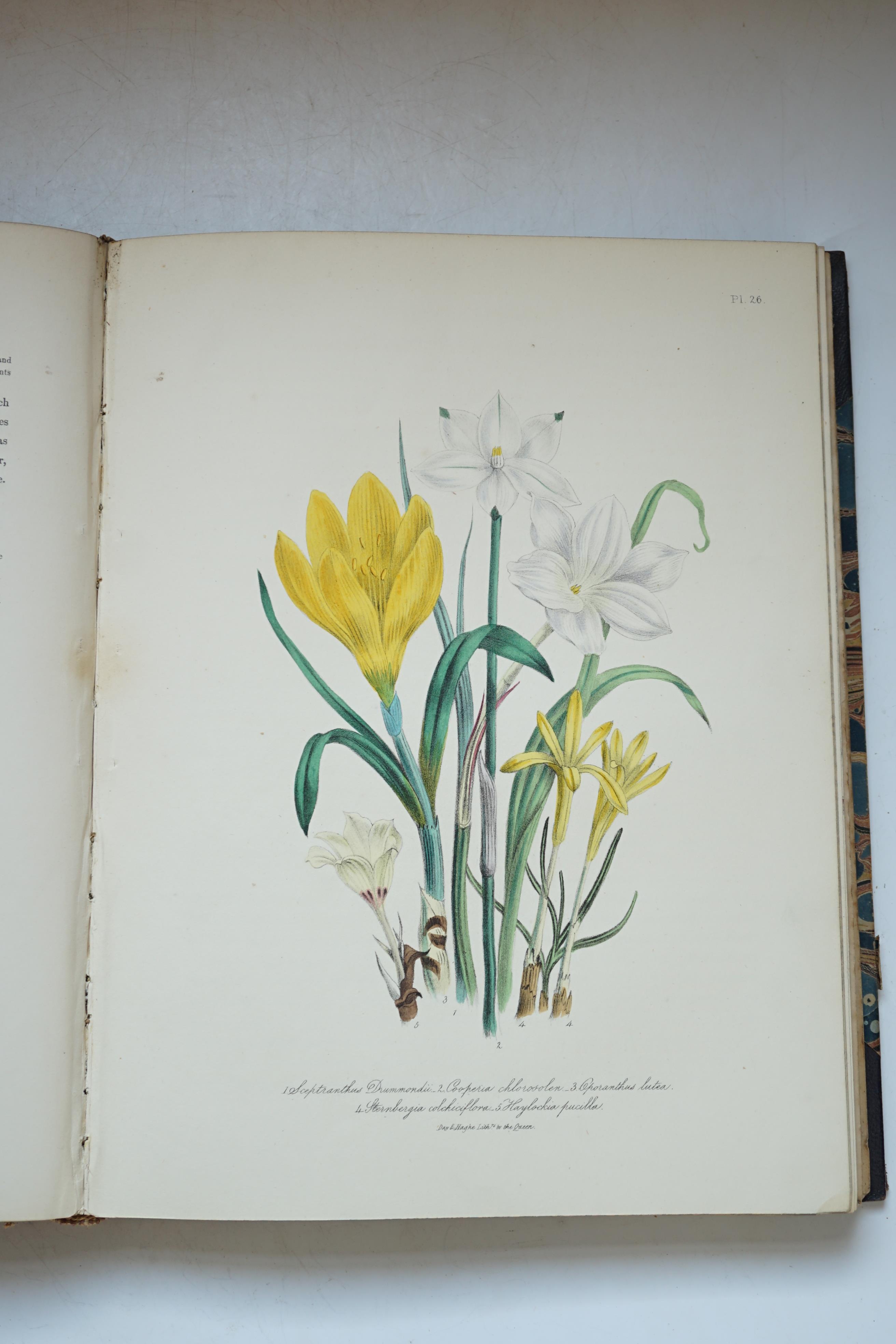 Loudon, Jane Webb - The Ladies' Flower Garden of Ornamental Bulbous Plants, 1st edition, 58 hand-coloured lithographed plates, 4to, contemporary half morocco, spine torn, with 80% loss, William Smith, London, 1841.